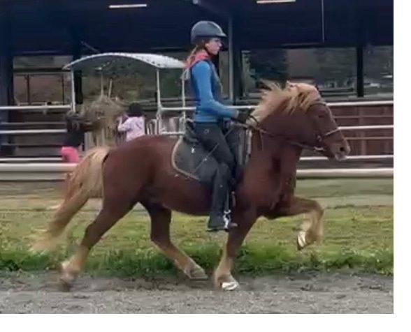 Gangpferdkurse