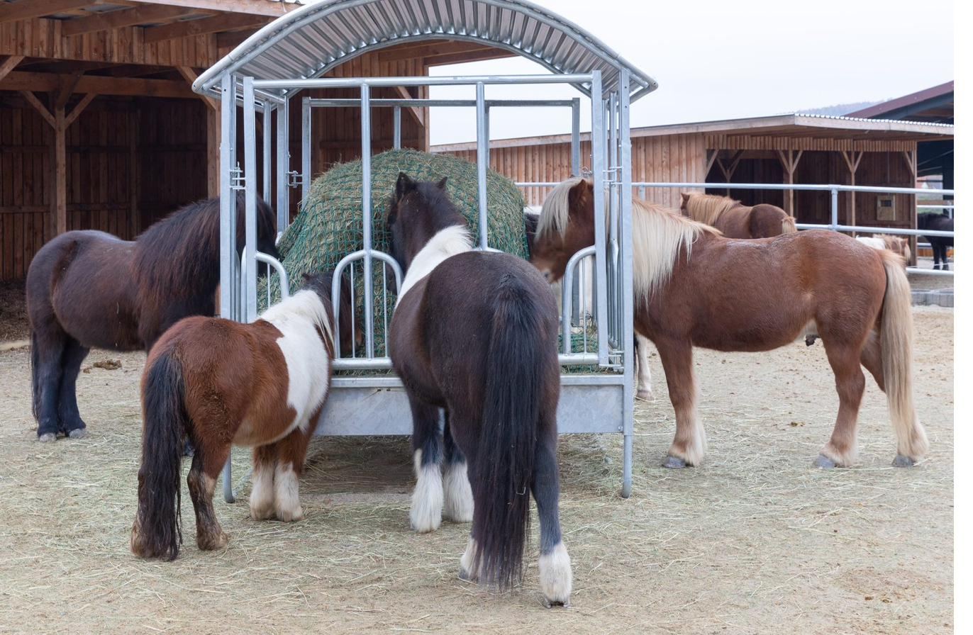 Offenstallhaltung mit Gruppen-Paddocks