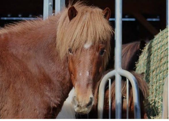 Sleipnir vom Märchenwald